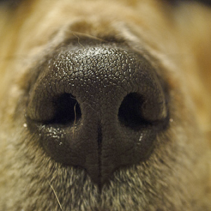 what to put on a dog's dry nose