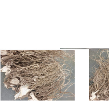 tongan kava
